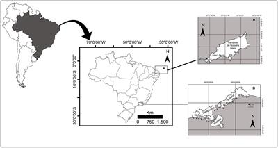 Isotopic niches of juvenile and adult green turtles (Chelonia mydas) in feeding and nesting areas in Brazil, southwestern Atlantic Ocean